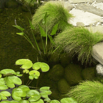 custom landscape garden lily pond design