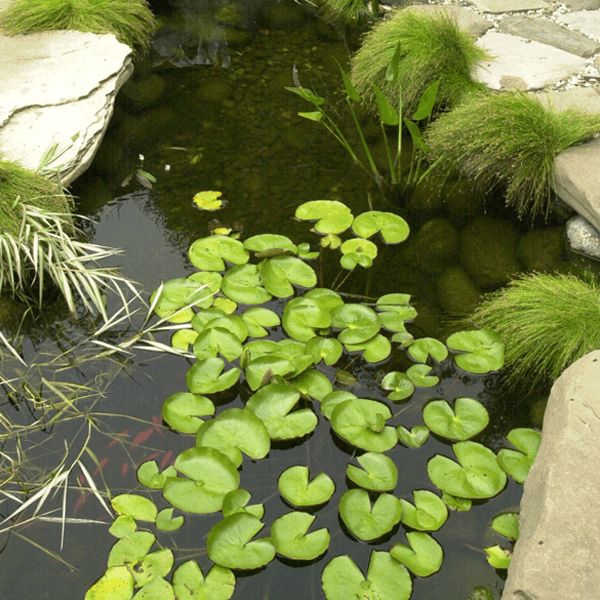 custom lily pond