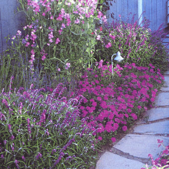 landscape design architecture with purple flowers