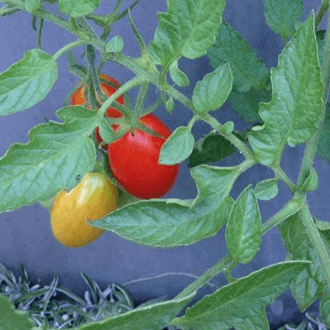 landscape designer tomato color pop wall