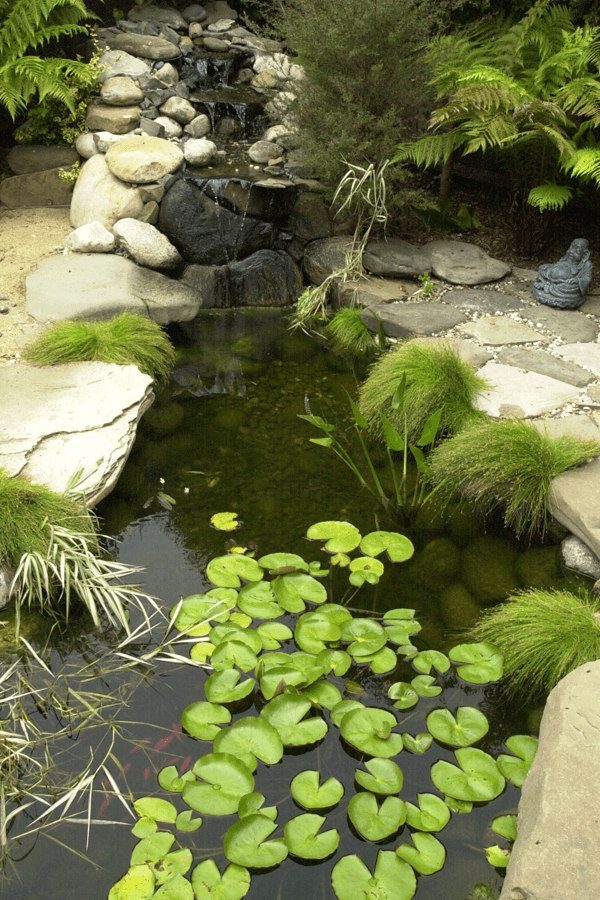 outdoor lily pond with stones and ferns