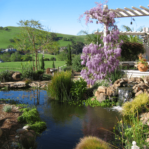 tranquil pond with wisteria growing on white arbor