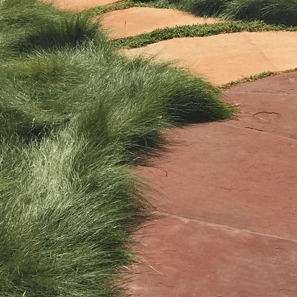 Wavy natural grasses surrounding two-toned natural stone pavers