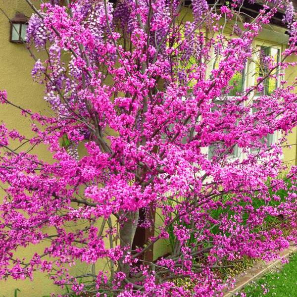 stunning garden design flowering pink tree