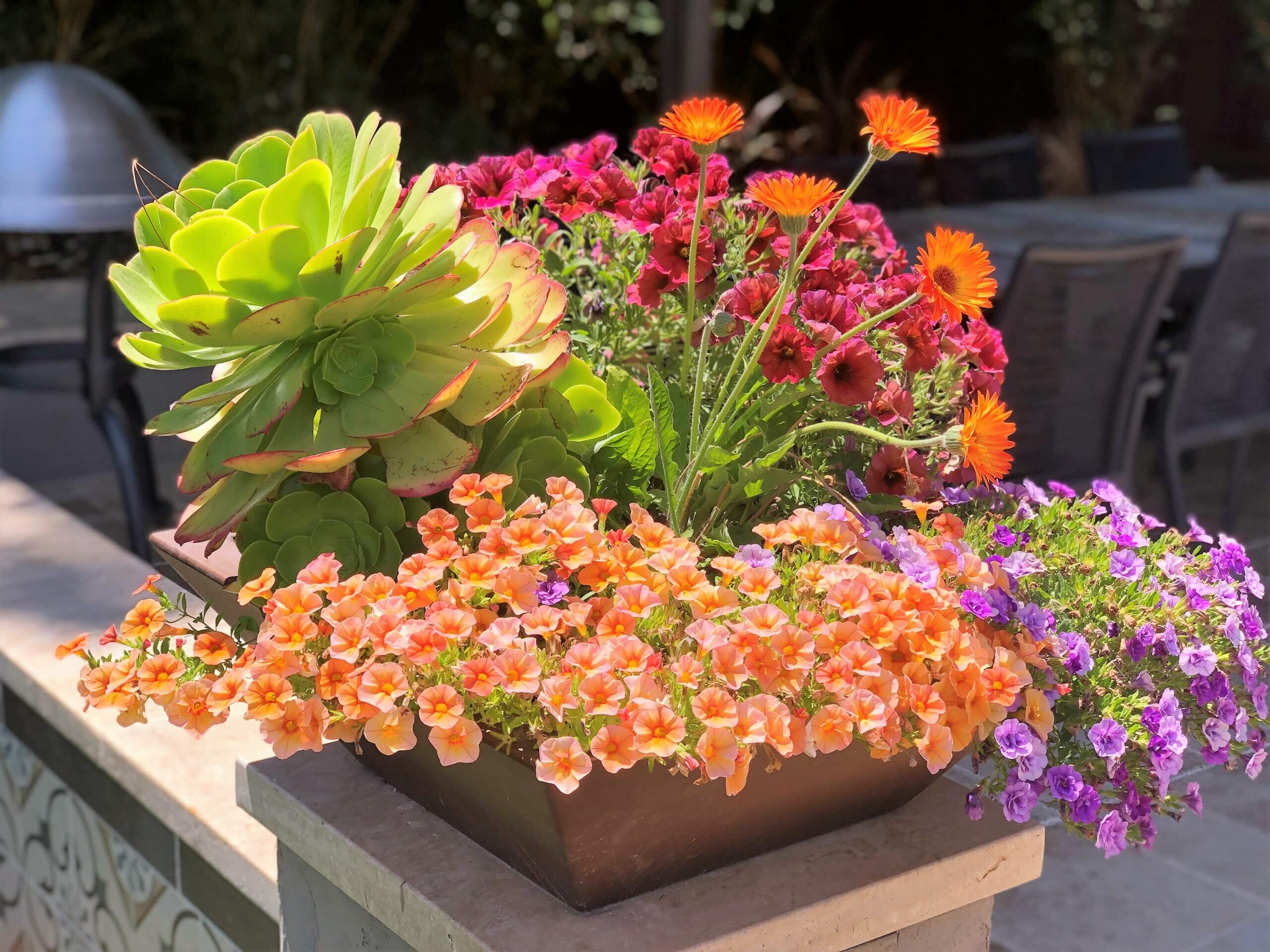 Succulent and bright flowers in a pot