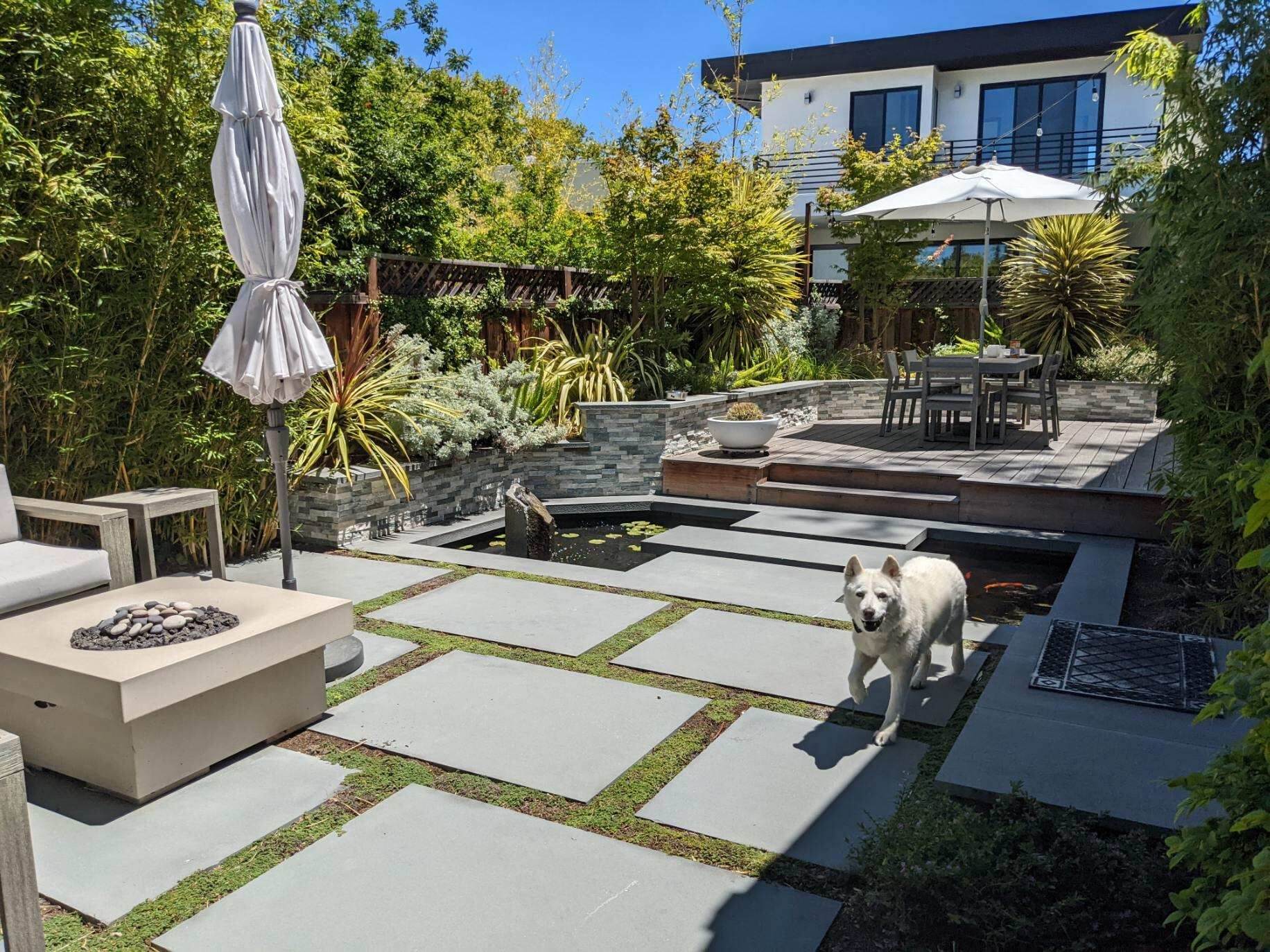 White dog enjoying zen backyard landscape with large pavers, fire pit, and koi pond