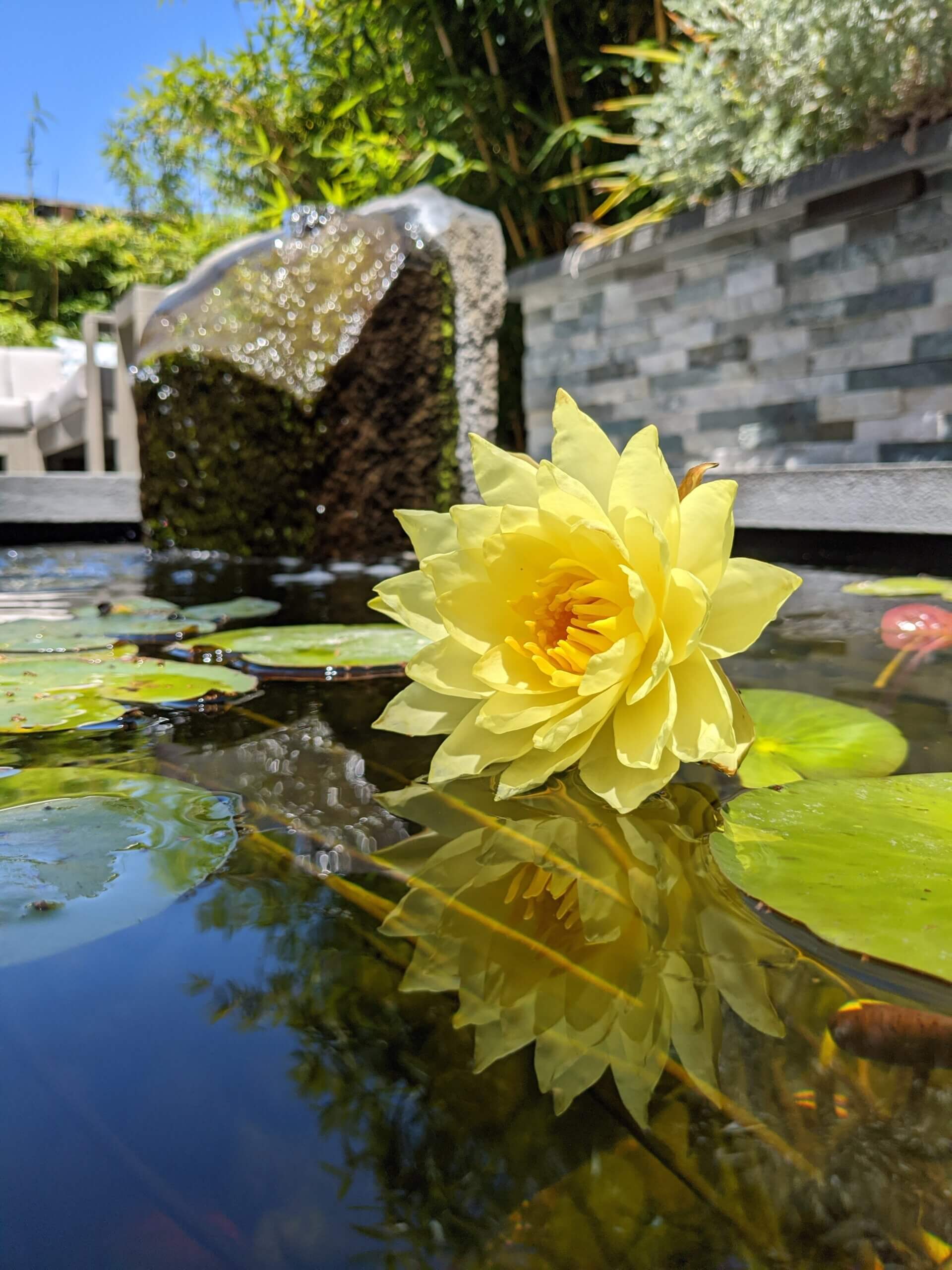 Yellow lotus flower floating in zen backyard koi pond