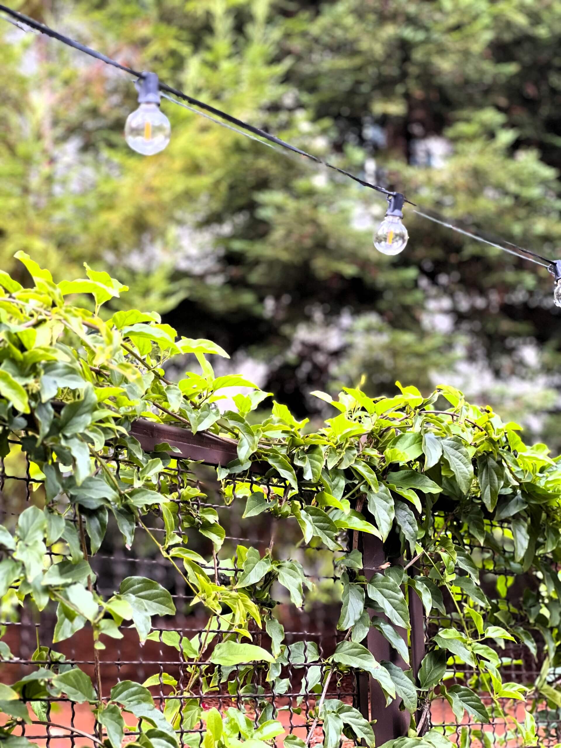 Outdoor string light bulbs hanging over backyard seating area