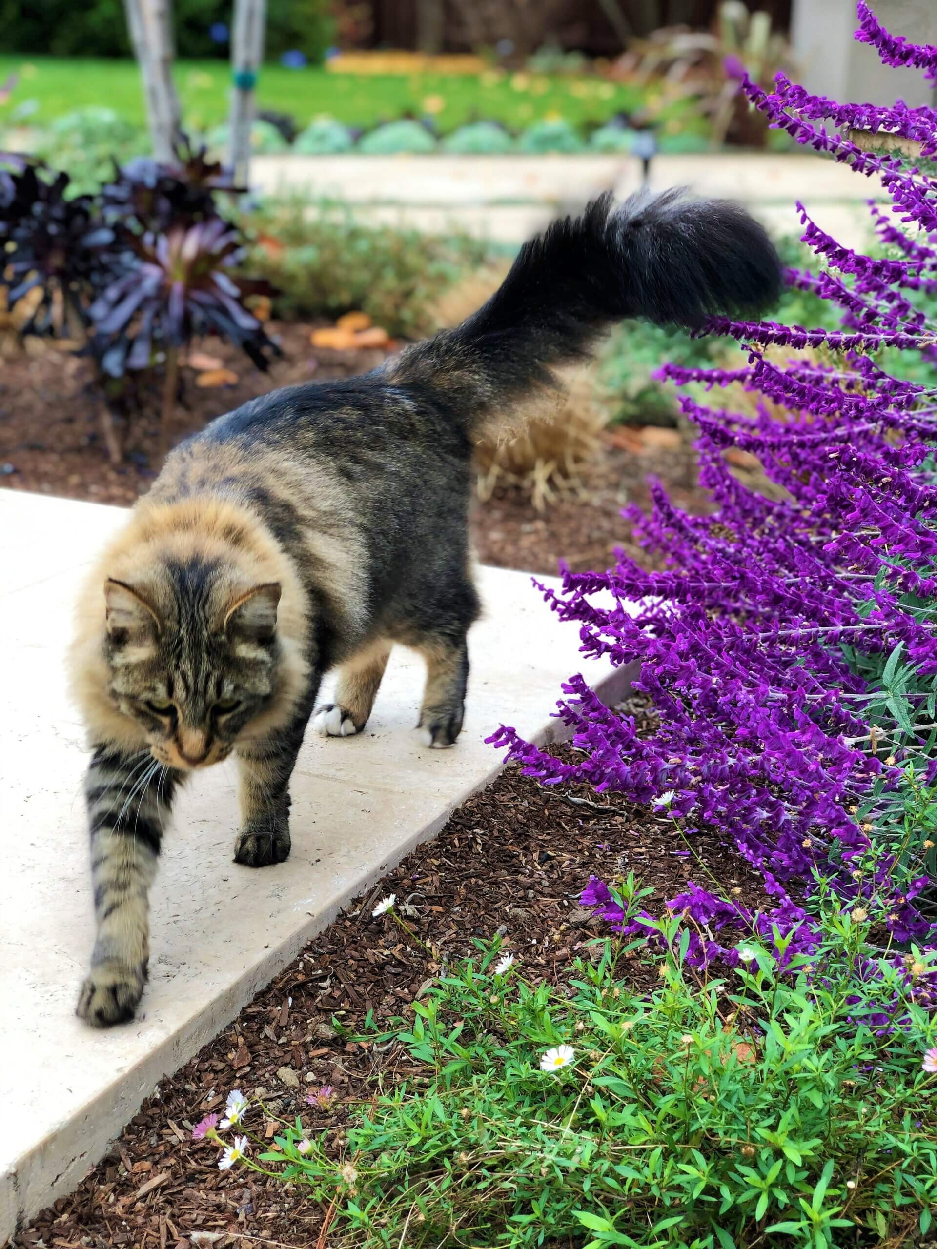 Cat strolling on stone patio next to purple flowers and foliage