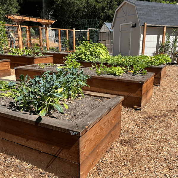 Raised garden beds for vegetables in California backyard