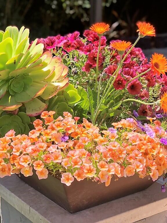 Colorful flowers and succulents on a metal planter