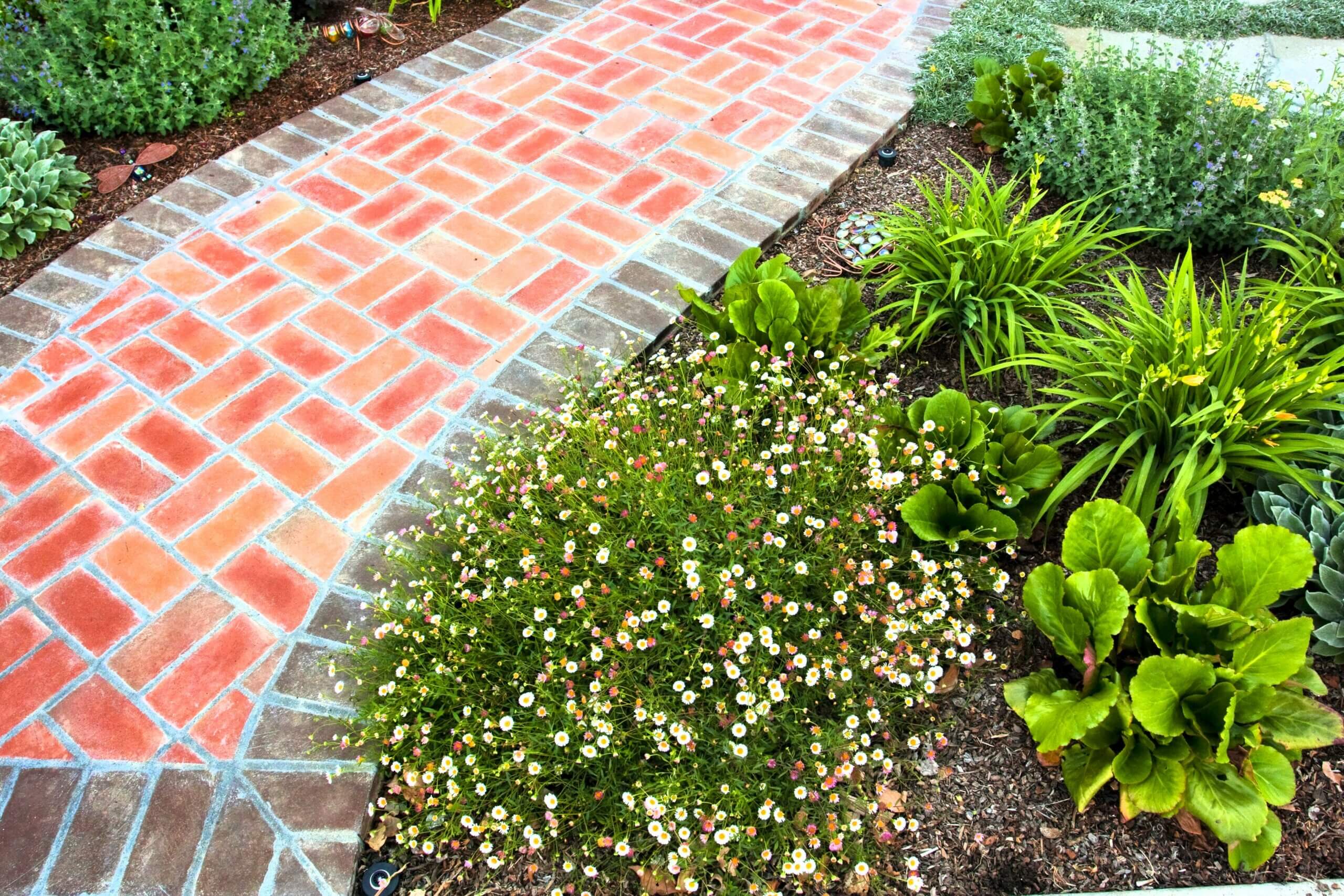 Short front yard entry walkway made from red brick and surrounded by low ground cover plantings and flowers