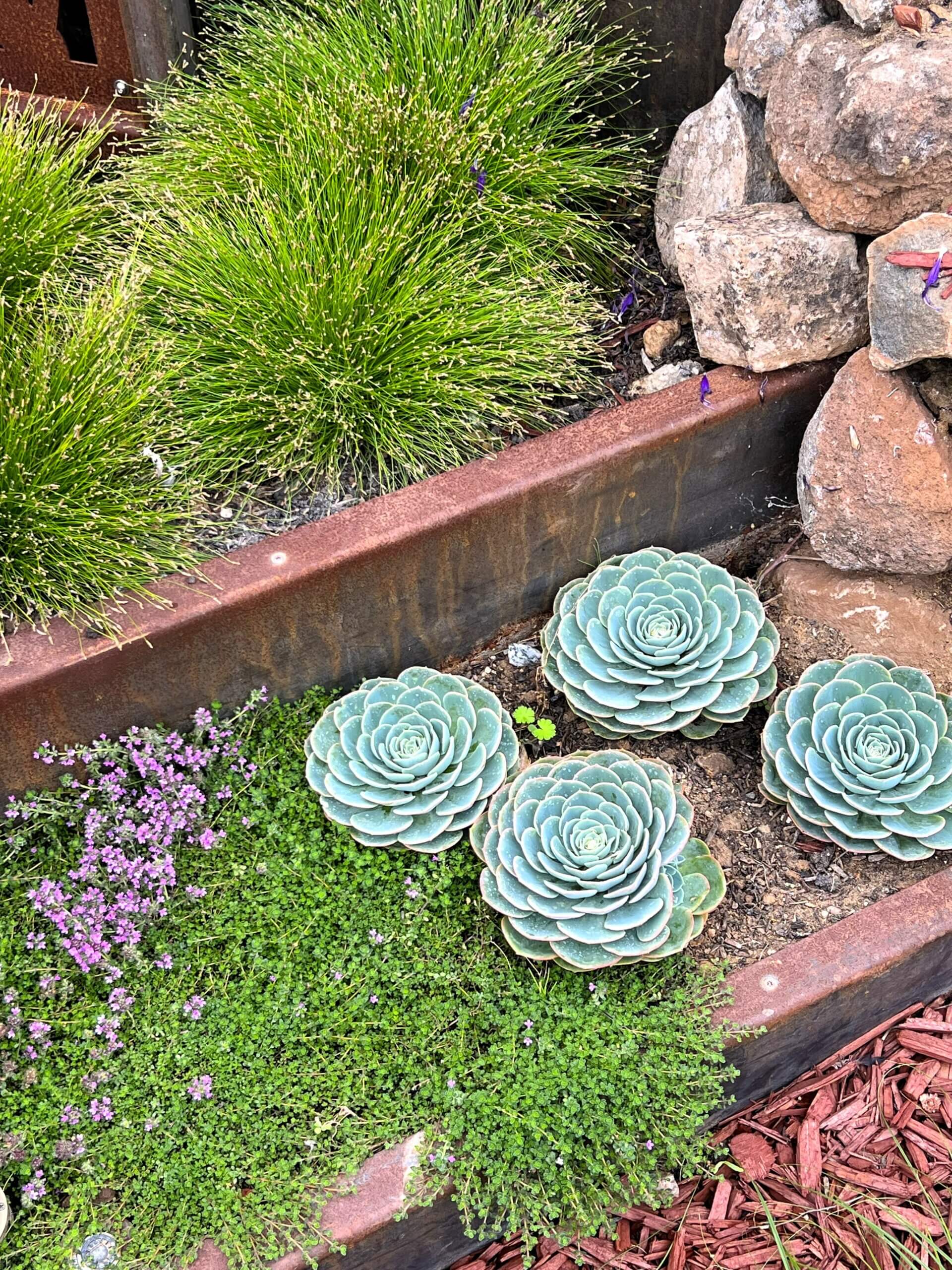 Succulents and low ground cover in terraced garden bed