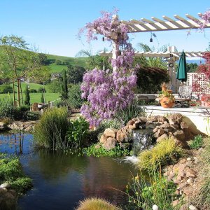 Lush landscaped backyard pond with rock waterfall feature circled by plantings and an arbor growing wisteria
